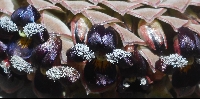 Viola atropurpurea